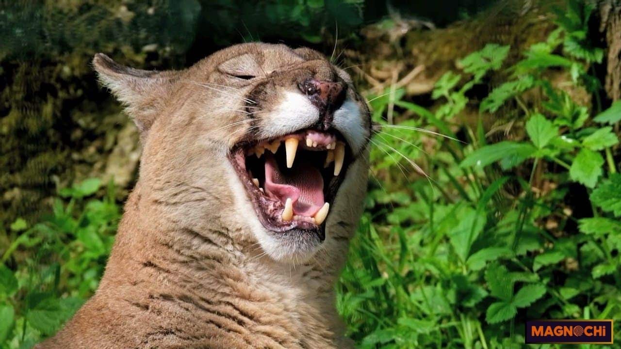 Do Cougars Attack Humans? Uncovering the Danger!