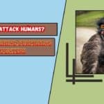 Do Emus Attack Humans? The Truth Behind Surprising Encounters