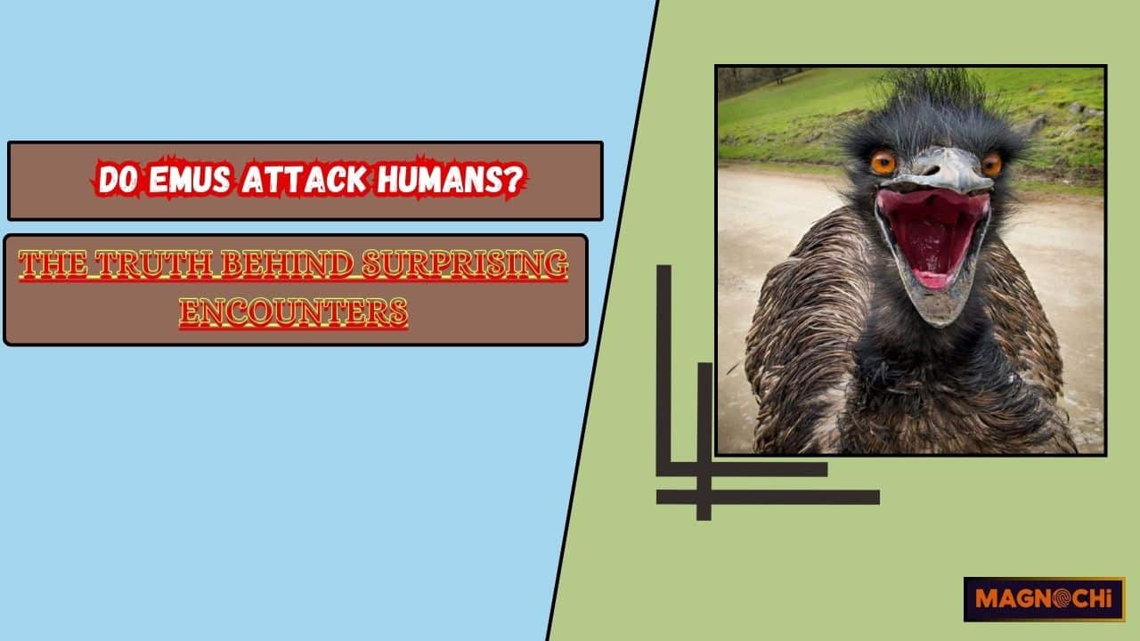 Do Emus Attack Humans? The Truth Behind Surprising Encounters