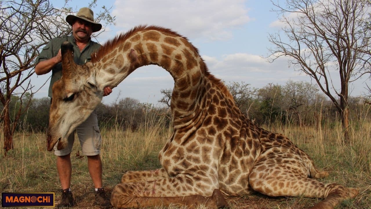 Do Giraffes Attack Humans? Kicks of Fury