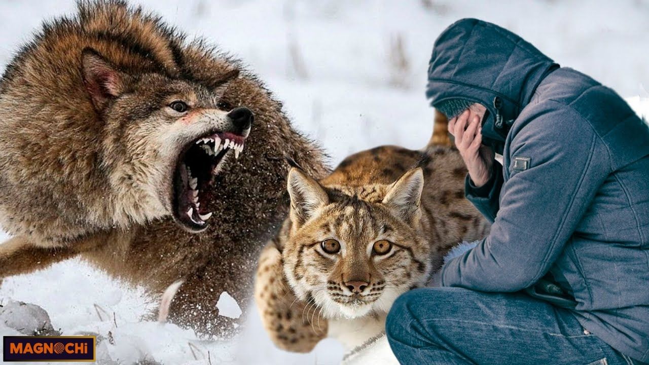 Do Grey Wolves Attack Humans? The Truth Behind the Myths