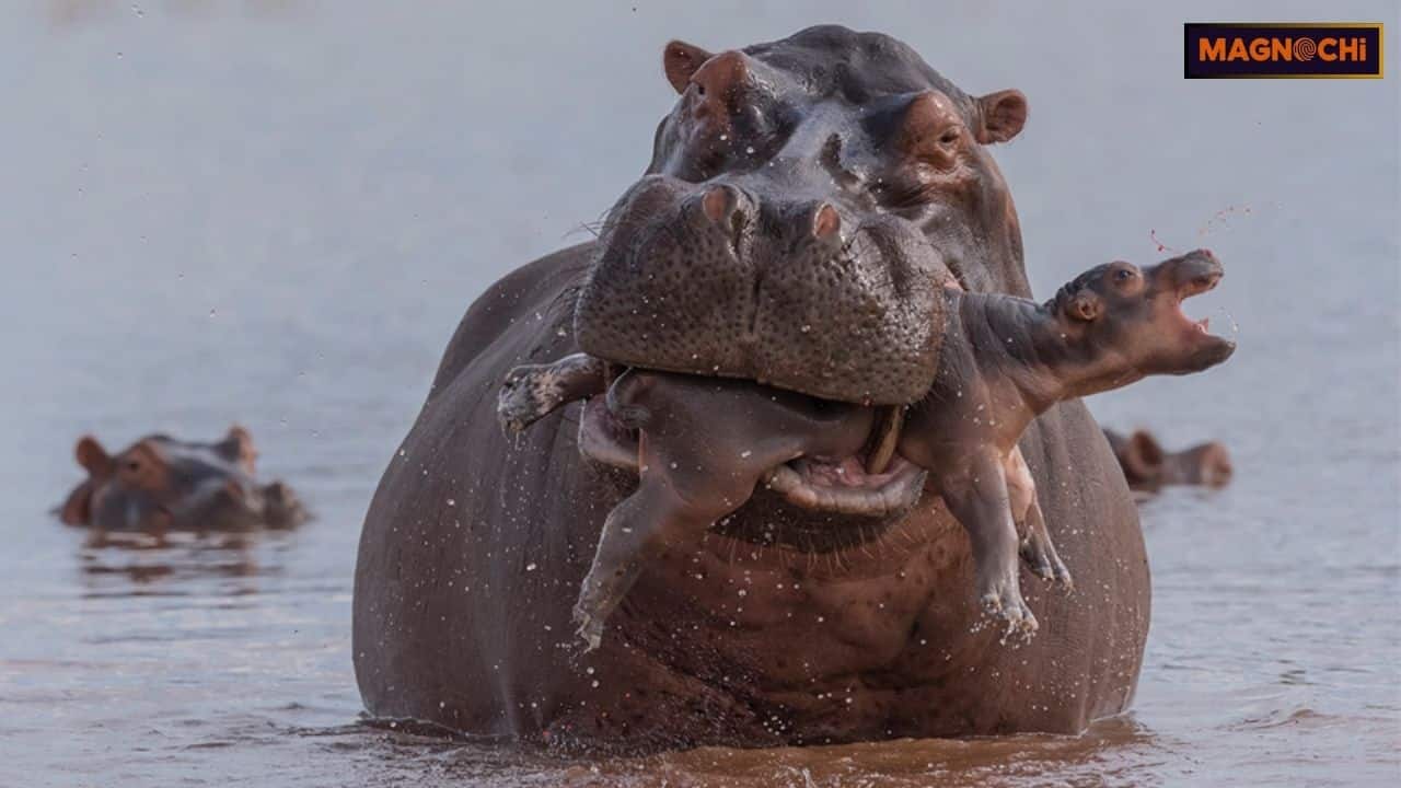 Do Hippos Attack Humans? The Deadly Secret You Need to Know