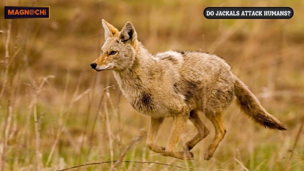 Do Jackals Attack Humans?