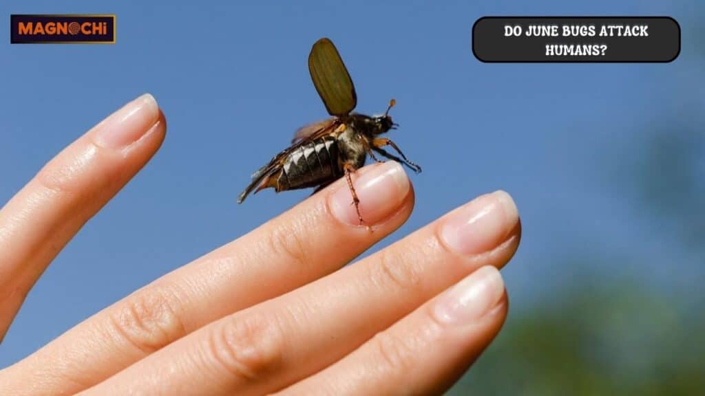 Do June Bugs Attack Humans?