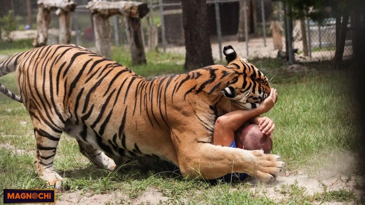 Do Lions Attack Humans? Exploring the Truth!