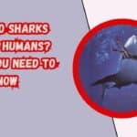 Do Mako Sharks Attack Humans? Facts You Need to Know