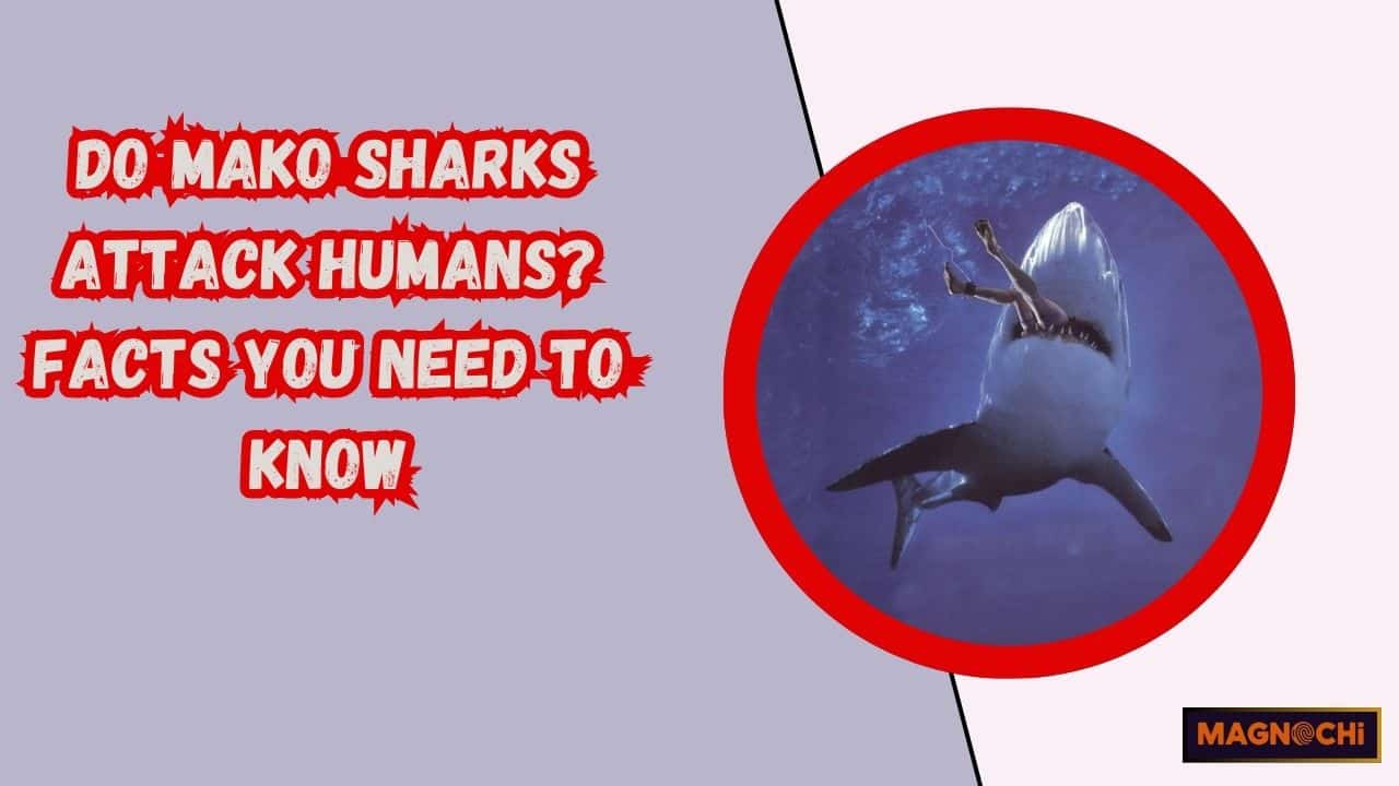 Do Mako Sharks Attack Humans? Facts You Need to Know