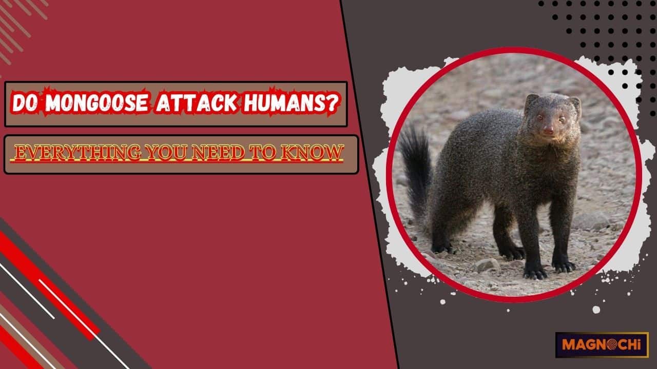 Do Mongooses Attack Humans? Everything You Need to Know