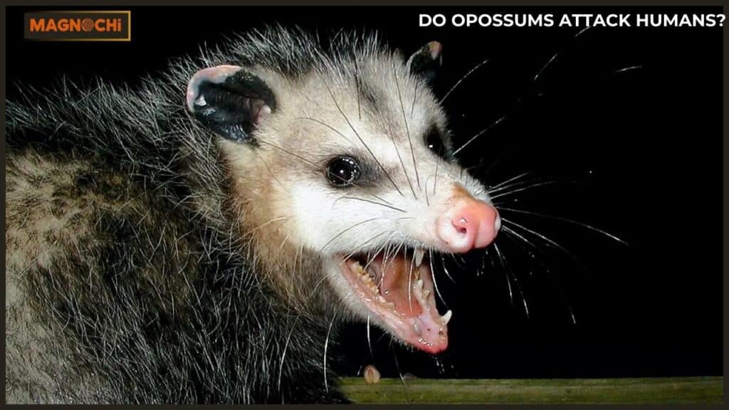 Do Opossums Attack Humans?