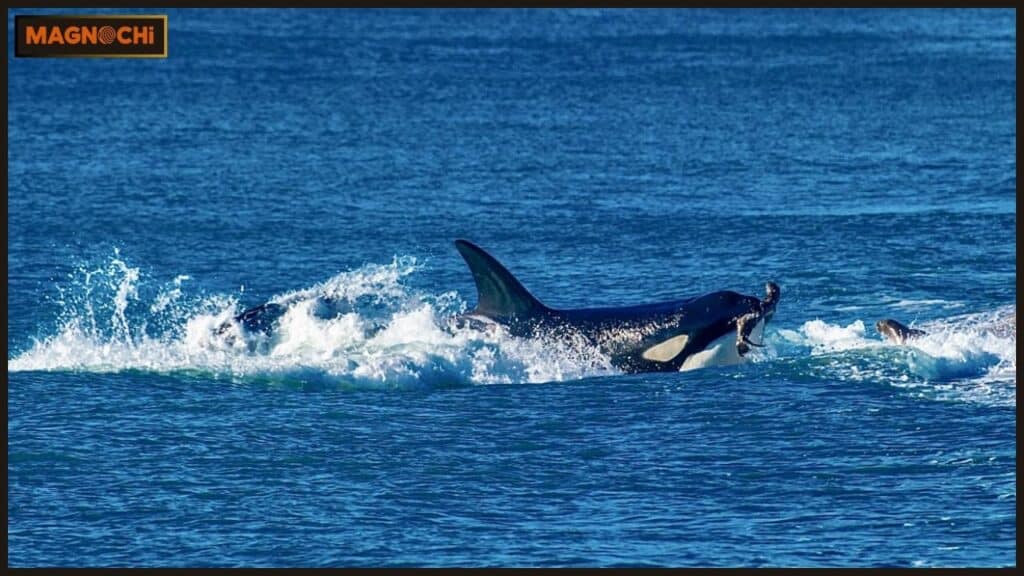 Do Orcas Attack Humans?