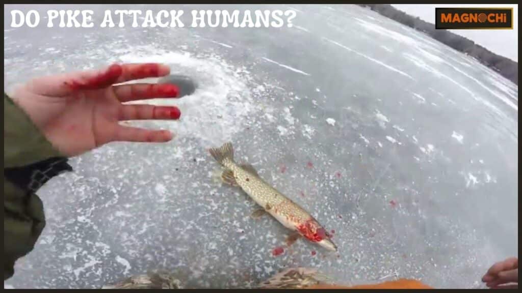 Do Pike Attack Humans?