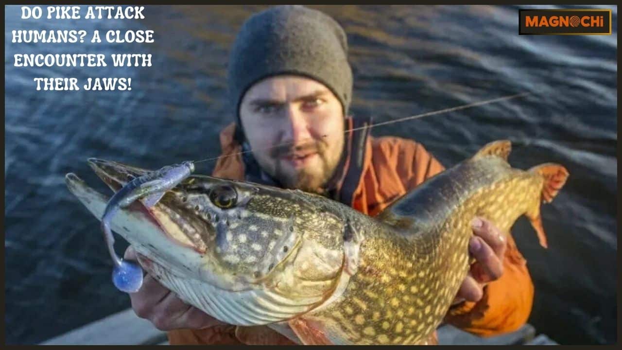 Do Pike Attack Humans? A Close Encounter with Their Jaws!