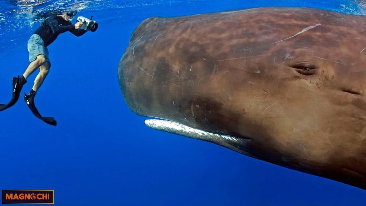 Do Sperm Whales Attack Humans? Separating Myth from Reality