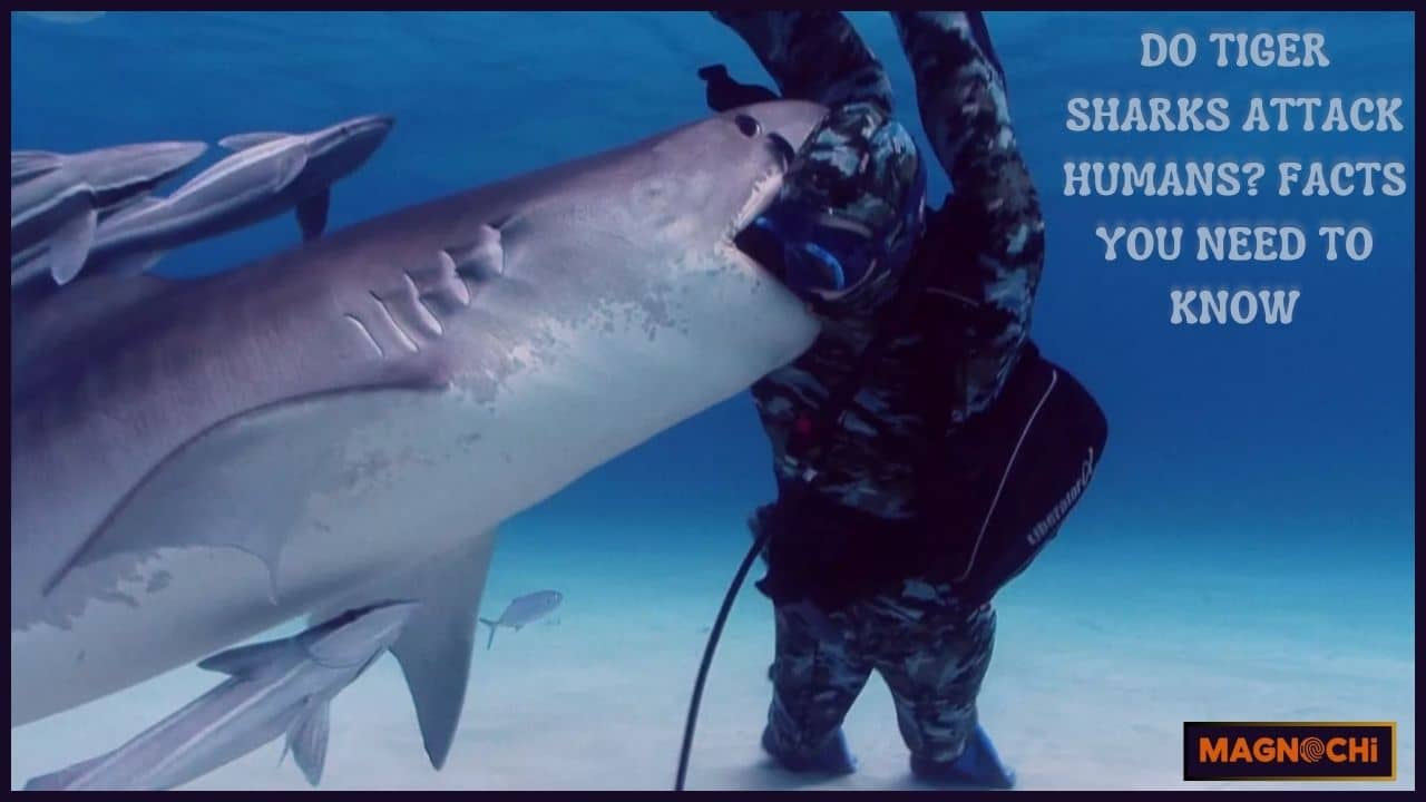 Do Tiger Sharks Attack Humans? Facts You Need to Know