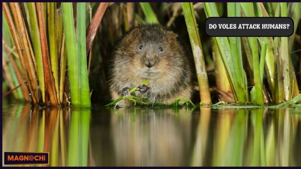 Do Voles Attack Humans?