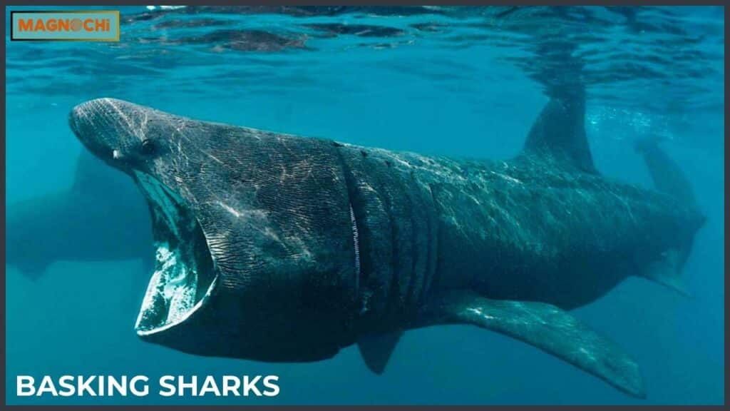 Do Basking Sharks Attack Humans?