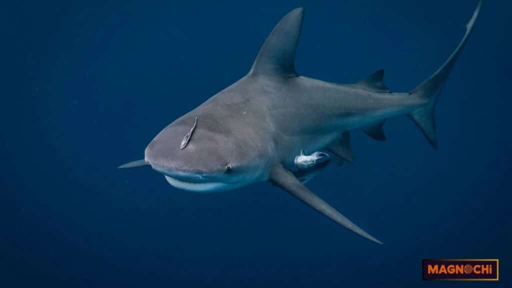 Why Do Bull Sharks Attack Humans?