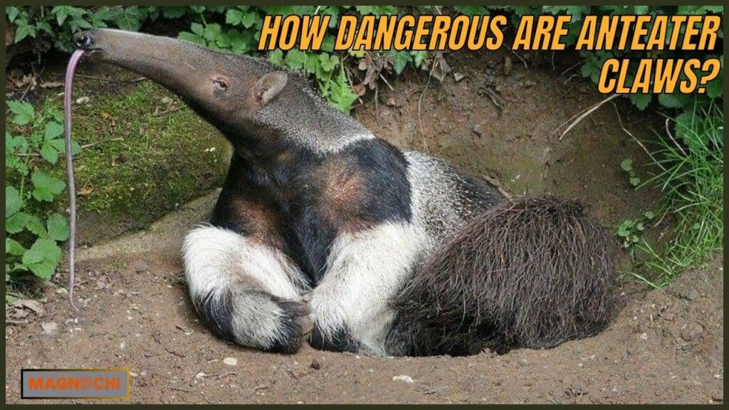 Do Anteaters Attack Humans?