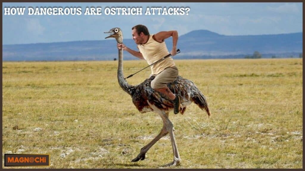 are ostriches dangerous