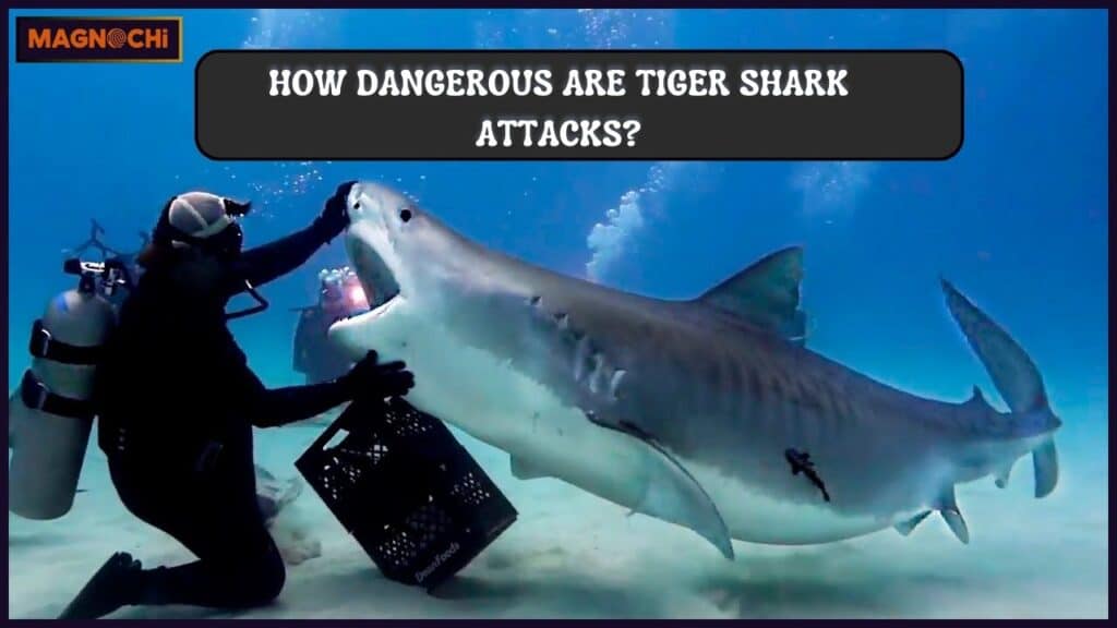 How Dangerous Are Tiger Shark Attacks?