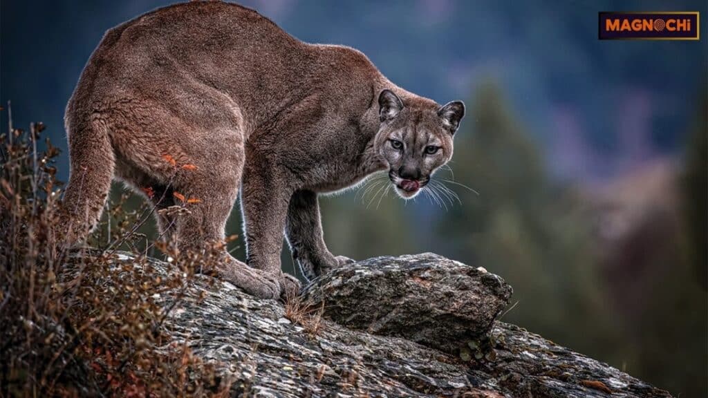 Do Cougars Attack Humans?