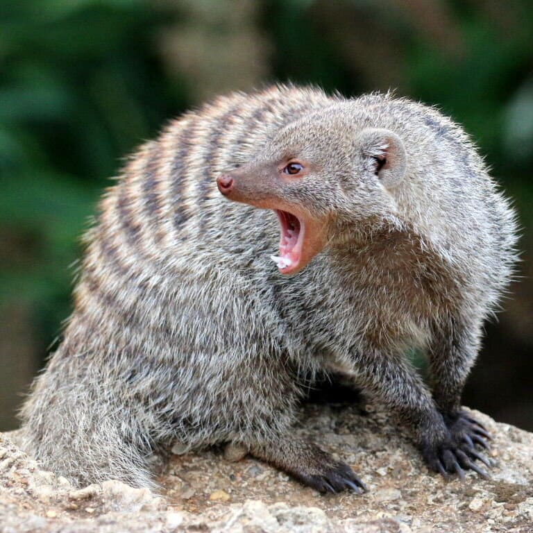 Do Mongooses Attack Humans?