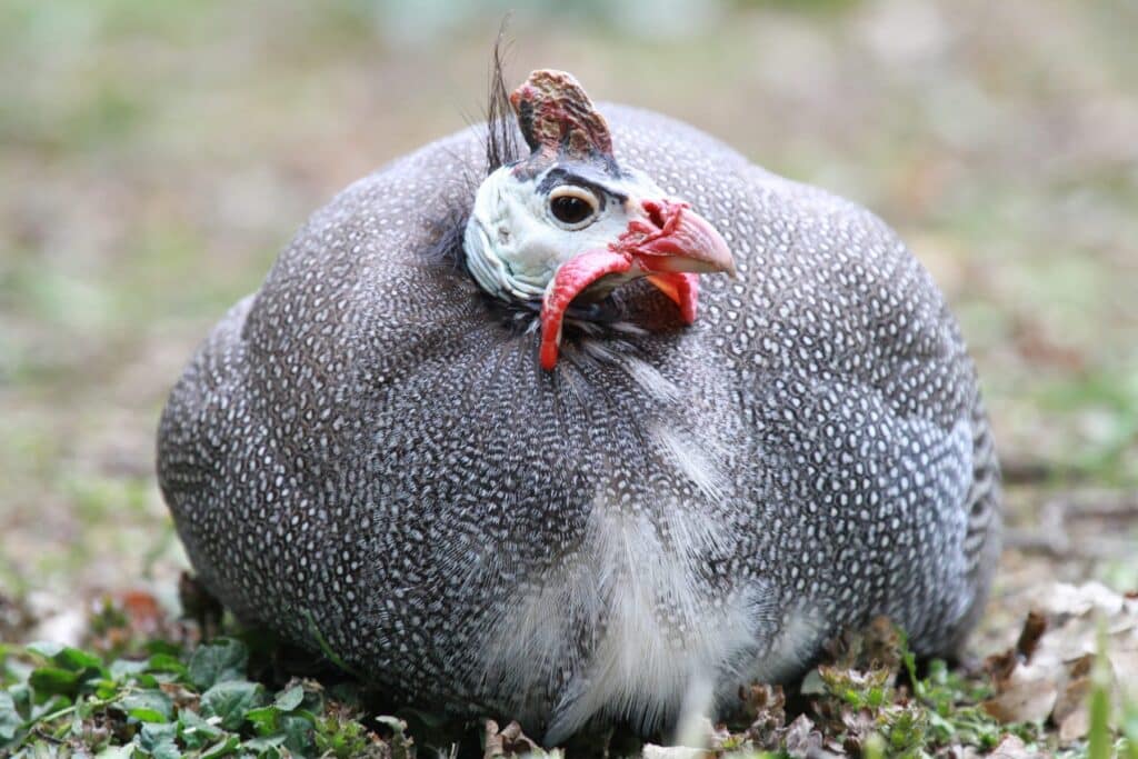 Do Guinea Fowl Attack Humans?