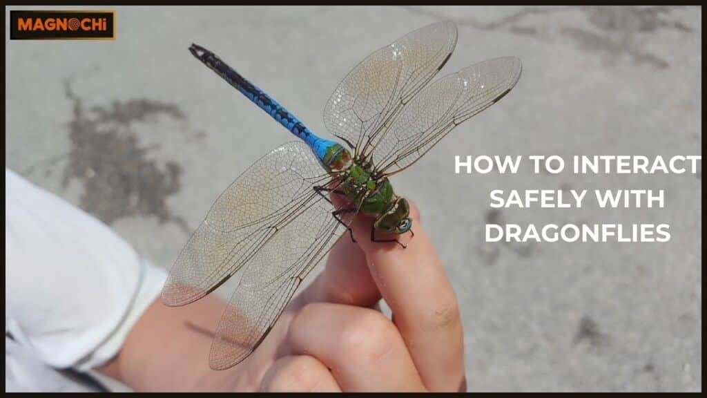 How to Interact Safely with Dragonflies