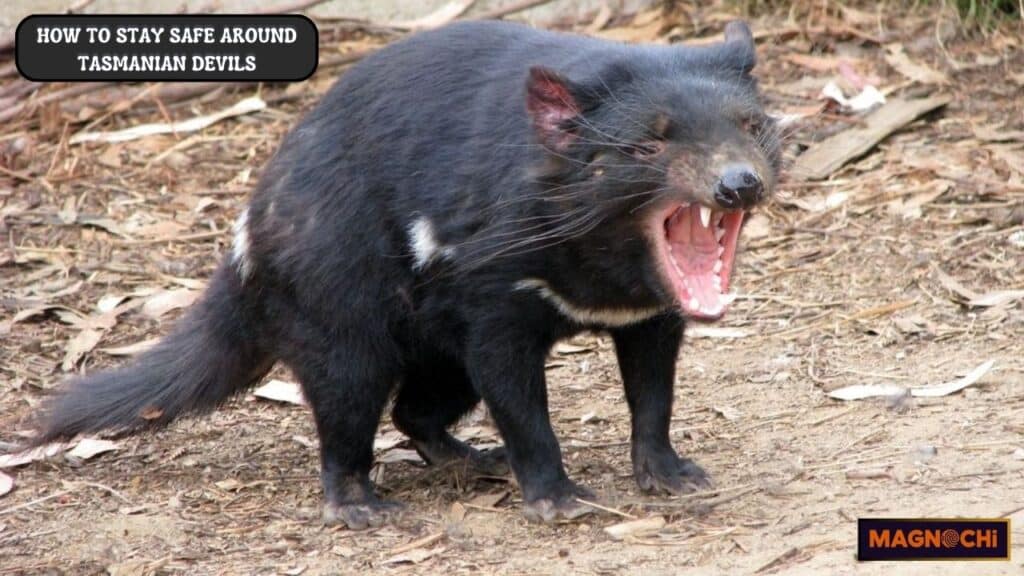 are tasmanian devils dangerous