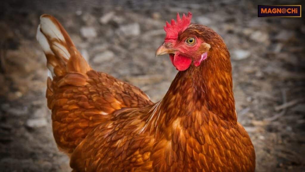 ISA Brown Chicken Breed