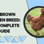 ISA Brown Chicken Breed