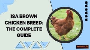 ISA Brown Chicken Breed