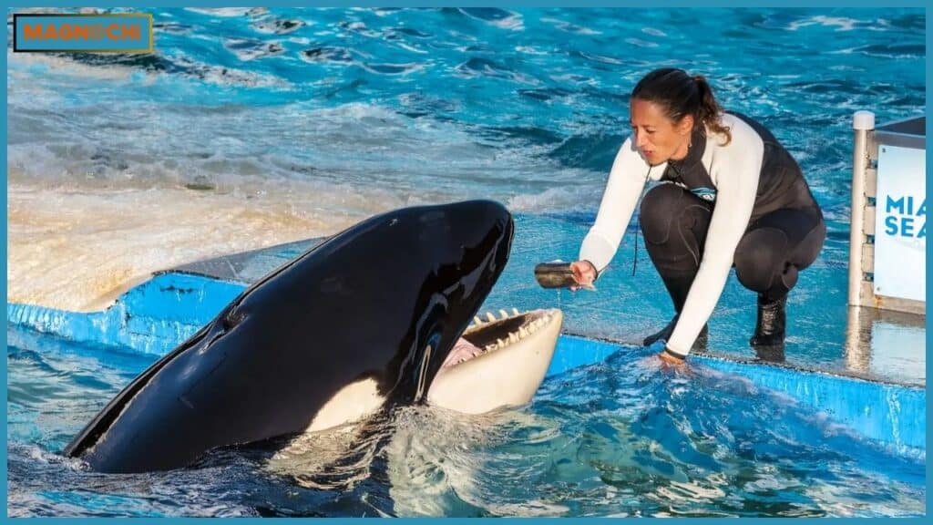 Do Orcas Attack Humans?