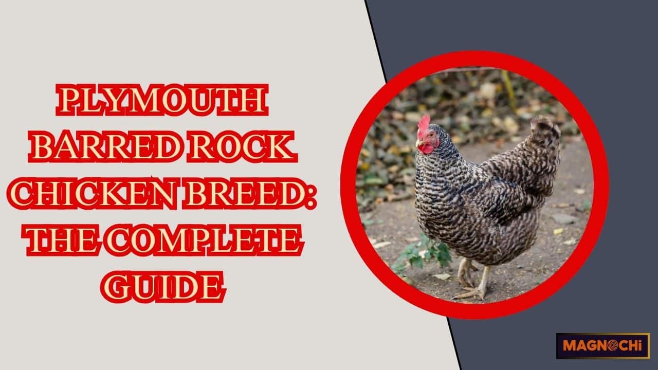 Barred Rock Chicken Breed