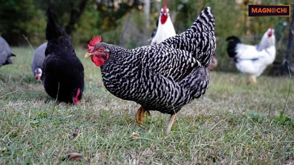 Plymouth Barred Rock Chicken History