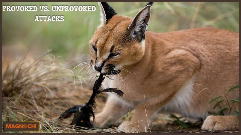 caracal aggressive

