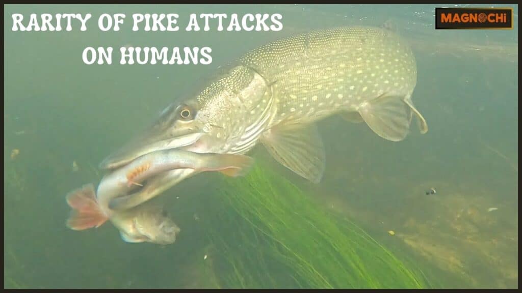 Do Pike Attack Humans?