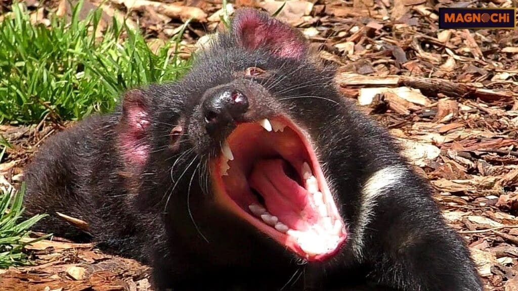 are tasmanian devils dangerous