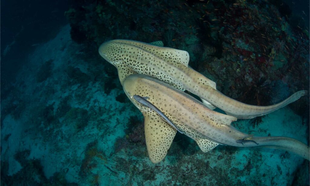 Do Leopard Sharks Attack Humans?