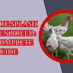 Sapphire Splash Chicken Breed: The Complete Guide