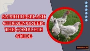 Sapphire Splash Chicken Breed: The Complete Guide