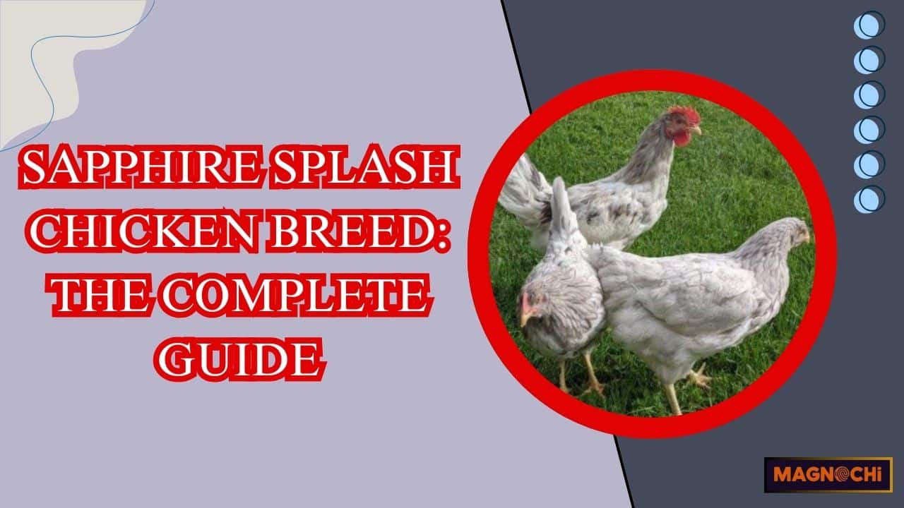 Sapphire Splash Chicken Breed: The Complete Guide