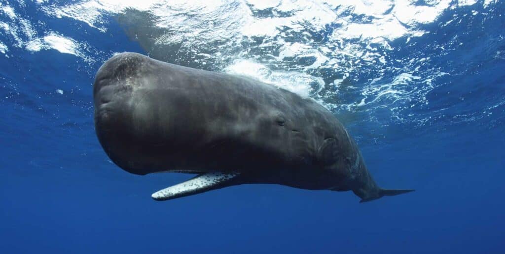 Do Sperm Whales Attack Humans?