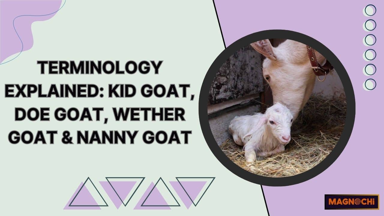 Terminology Explained: Kid Goat, Doe Goat, Wether Goat & Nanny Goat