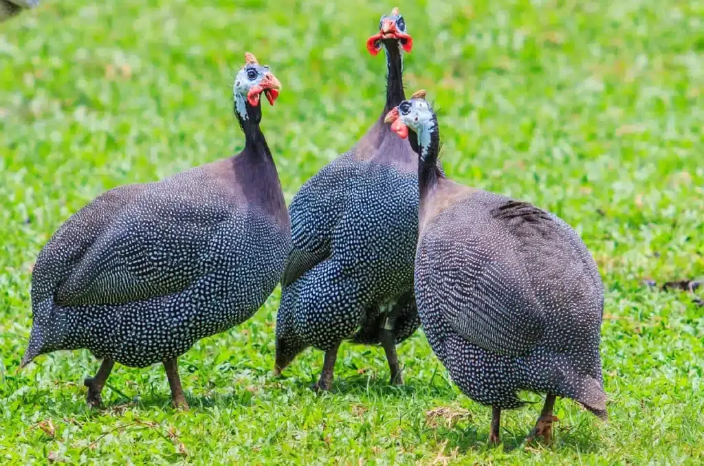 Understanding Guinea Fowl Behavior