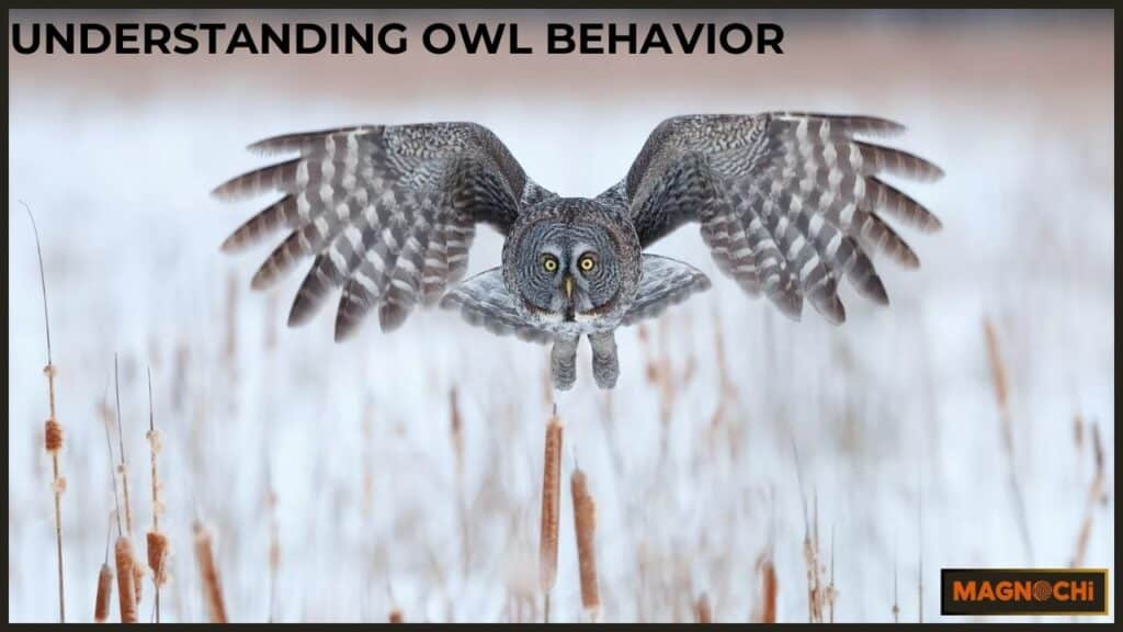 Understanding Owl Behavior