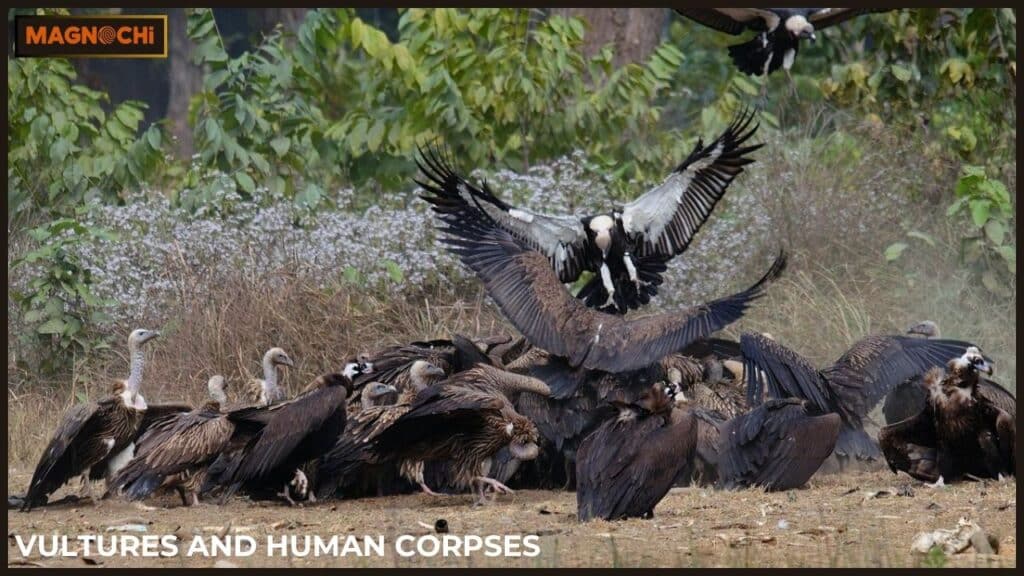 Will Vultures Attack Humans?