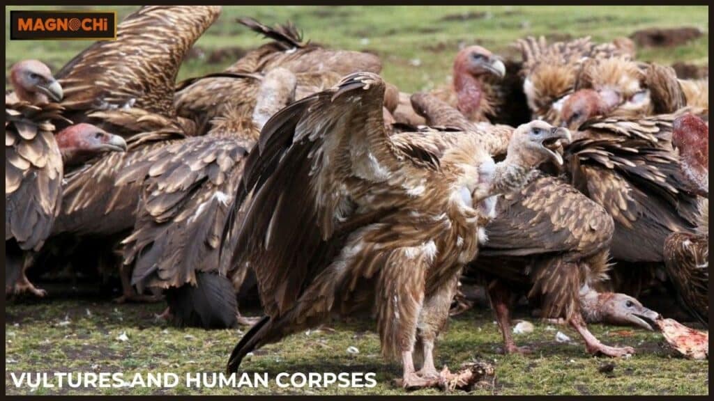 Will Vultures Attack Humans?