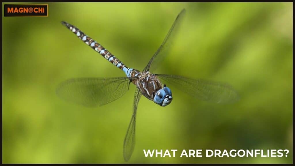 What Are Dragonflies?