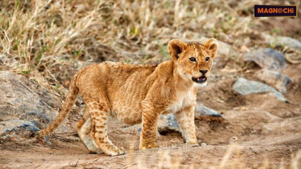 Do Cougars Attack Humans?